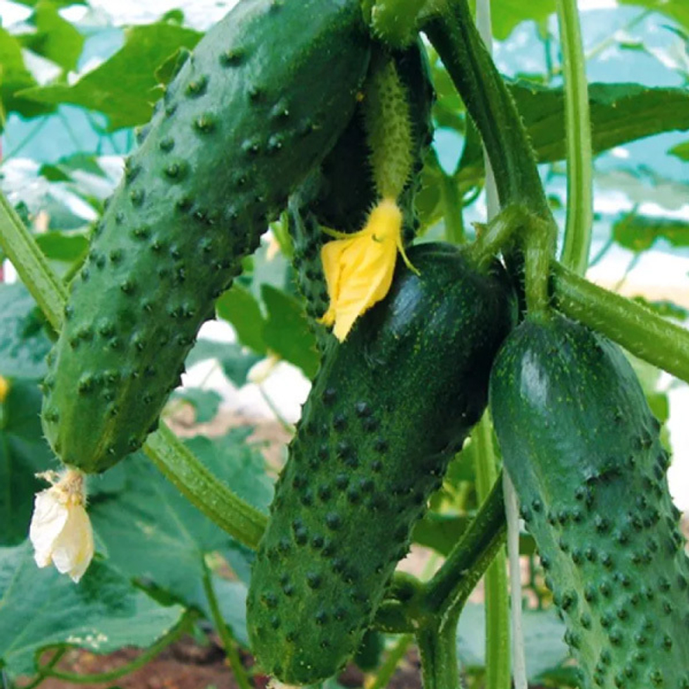 Меренга F1 семена огурца партенокарпического (Seminis / Семинис)