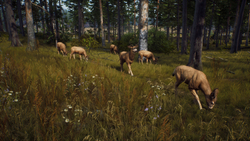 Way of the Hunter (для ПК, цифровой код доступа)