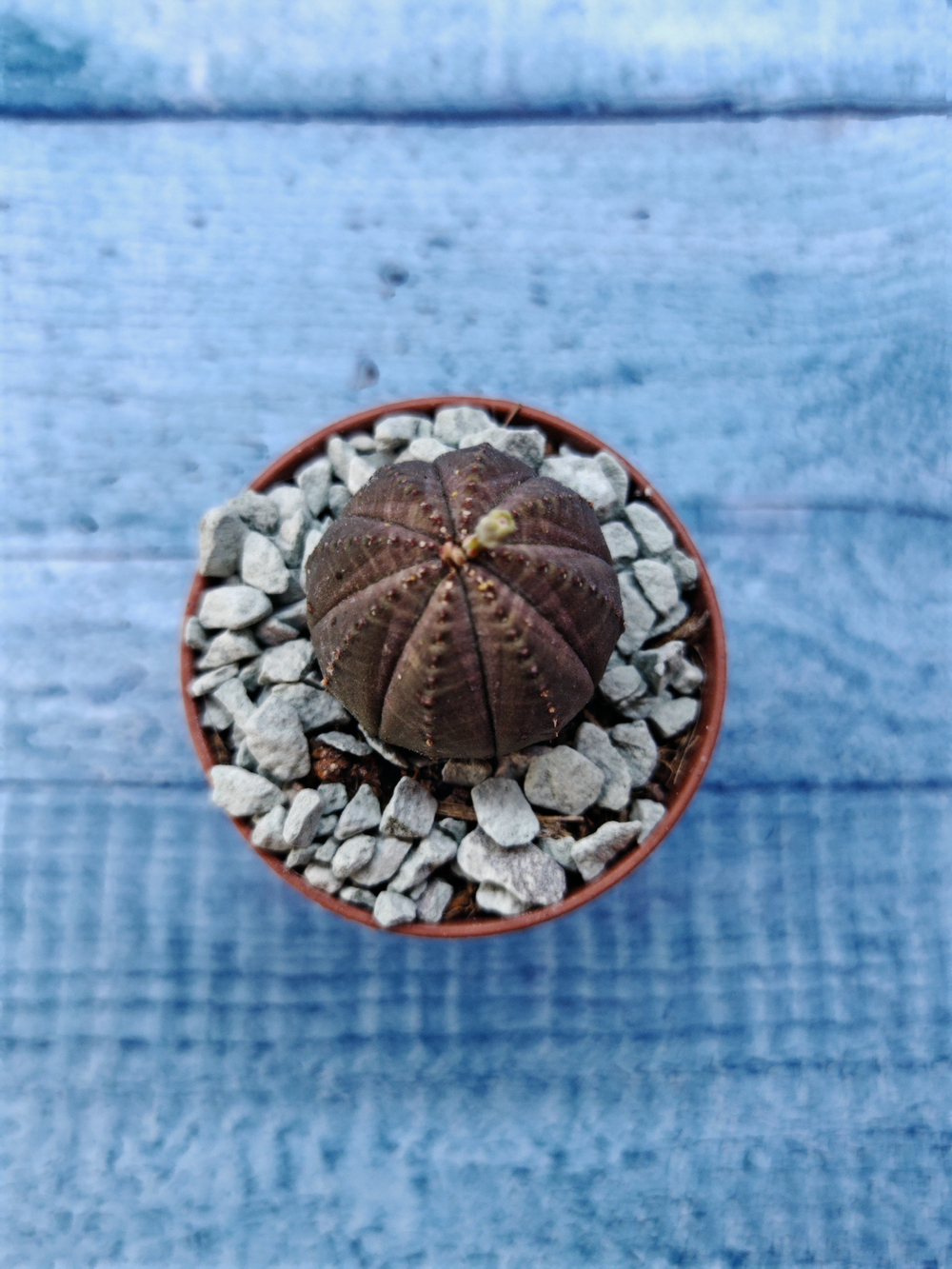 Euphoria Obesa (Эуфорбия)