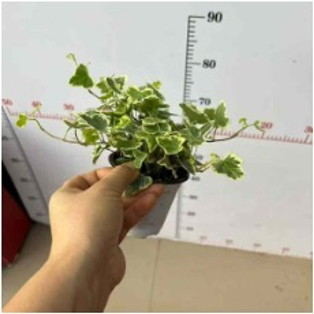 Хедера непальская д.9