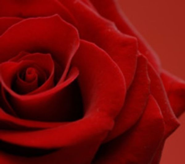 Ava Luxe Rosa de la Luz