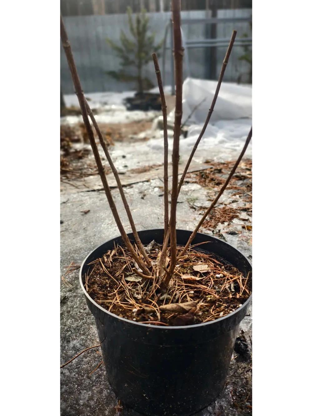 Геркулес гортензия метельчатая