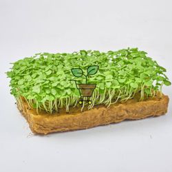 Базилик зелёный