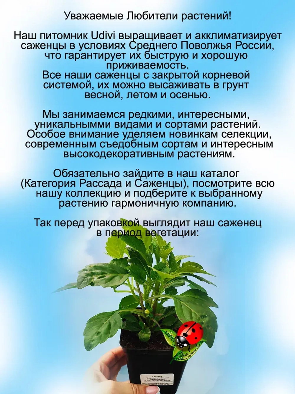 Георгин Сюрприз для Синди вегетативный