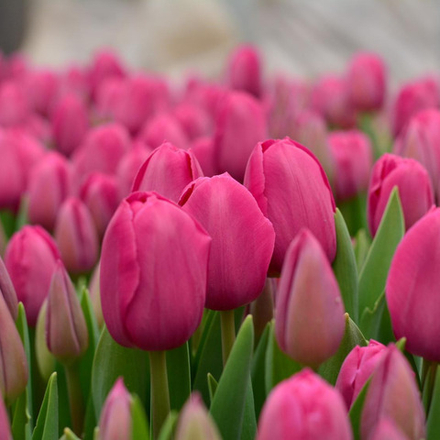 Тюльпан Дон Кихот