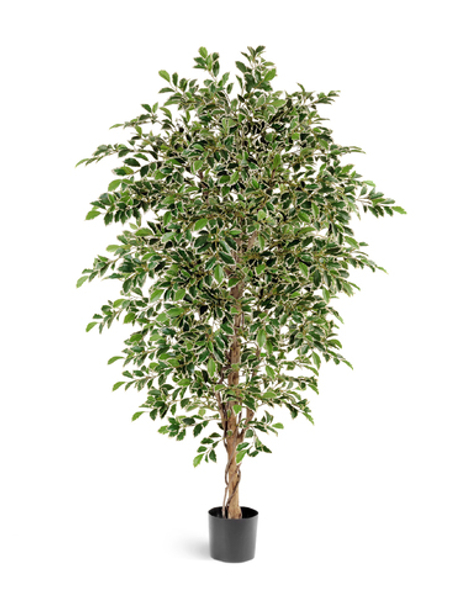 Фикус Фолиа пёстрый