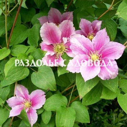 Клематис крупноцветковый Пиилу