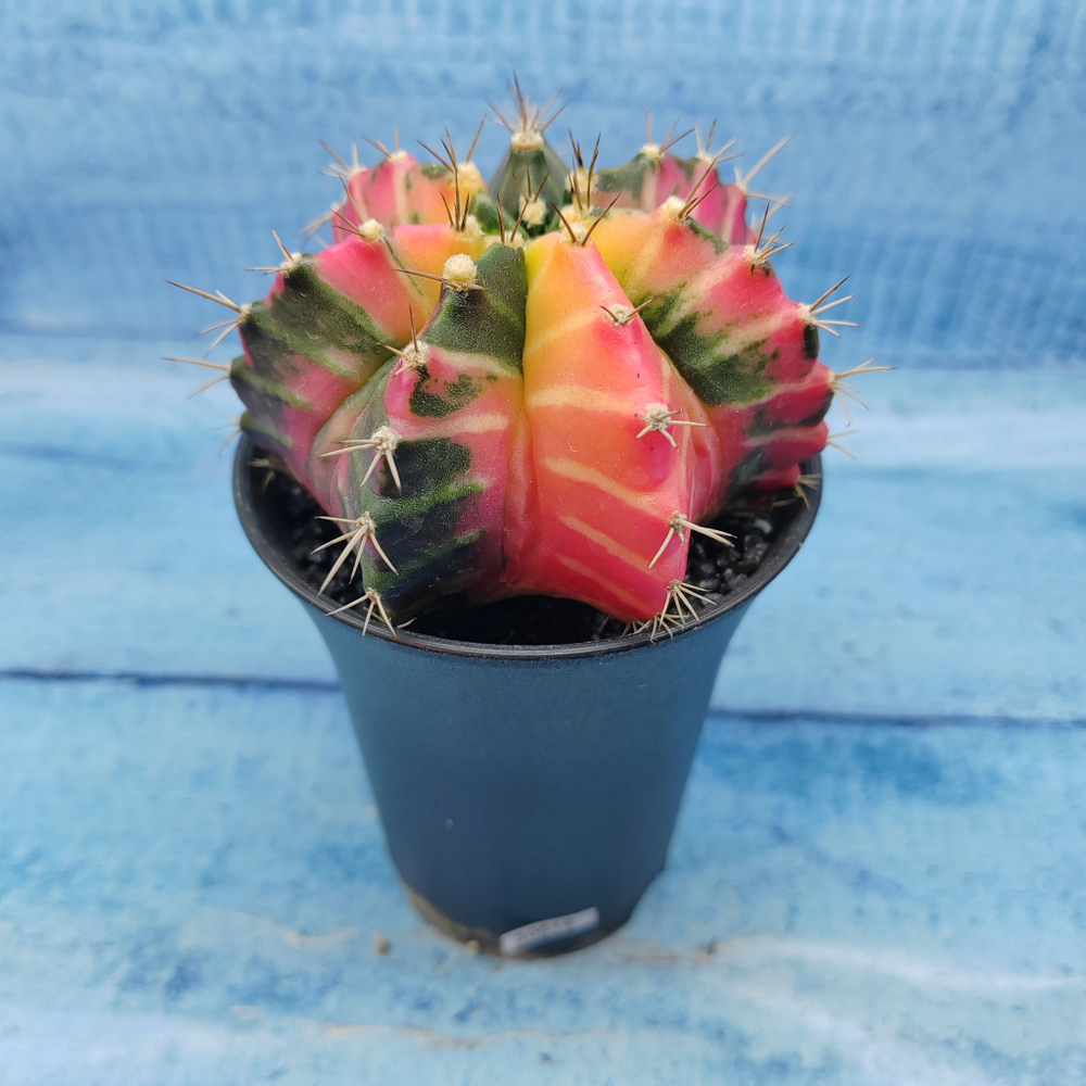Gymnocalycium Variegata (Гимнокалициум Вариегатный)