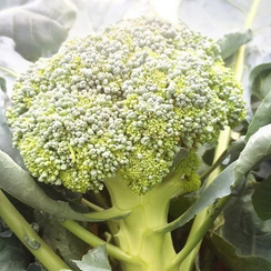 МОНАКО F1 семена капусты брокколи (Syngenta | Alexagro)