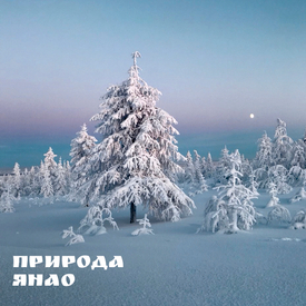 Природа ЯНАО: Красота зимнего леса