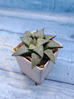 Haworthia Comptoniana hyb. (Хавортия)