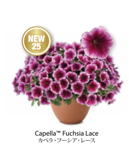 ЕВРО Petunia Capella Fuchsia Lace НЕукор черенок конец октября 25