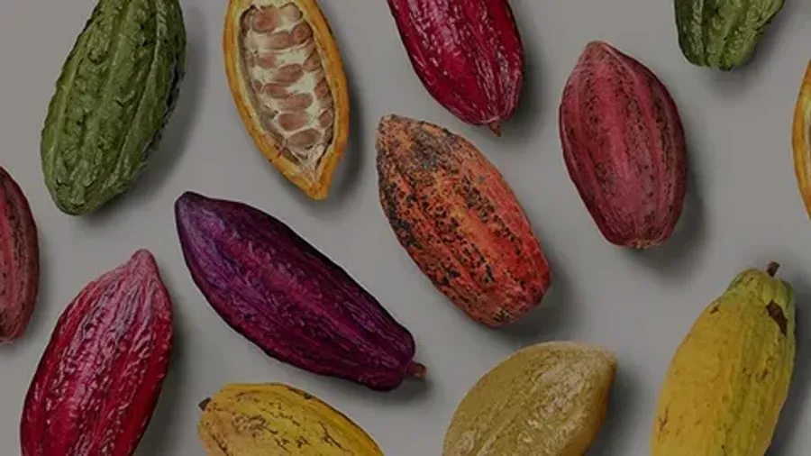 Сорта какао-бобов