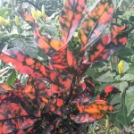 Кротон BELIUNG