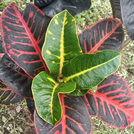 Кротон GANDEWA