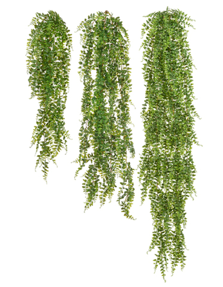 Папоротник Лесной ампельный