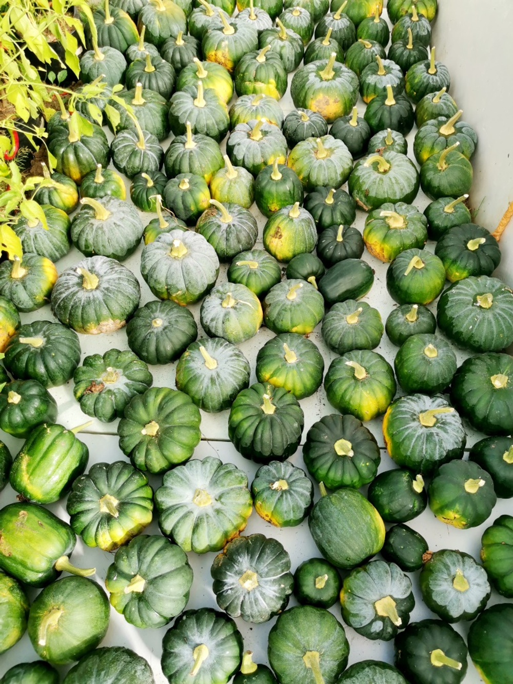 Японская Тыква Кабоча Хризантемка Кикудза - 菊座かぼちゃ