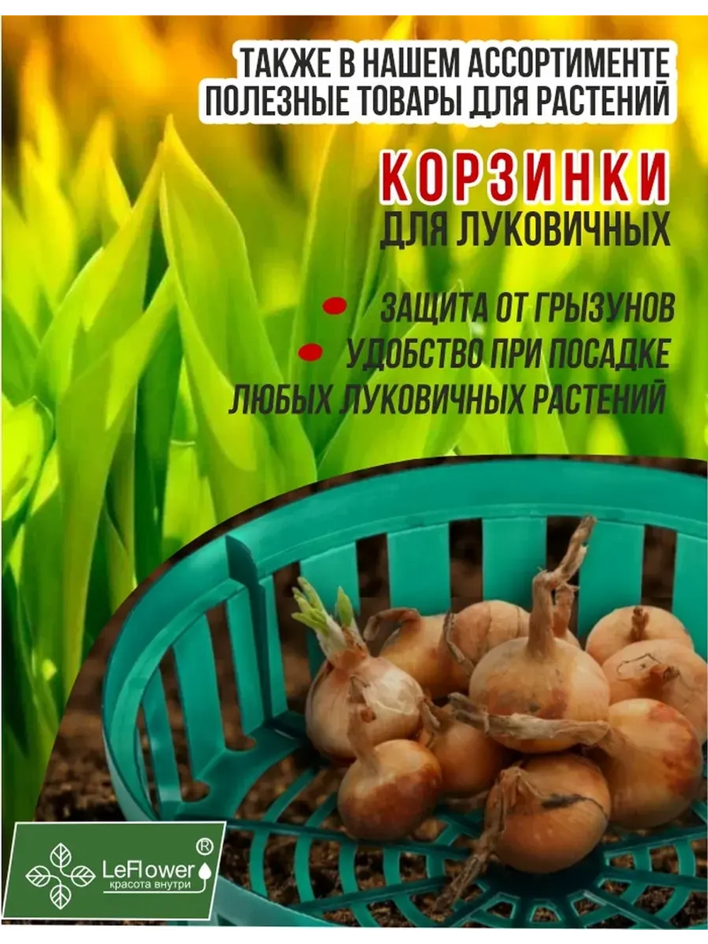 Луковичный цветок калла, 2 шт. Голландия