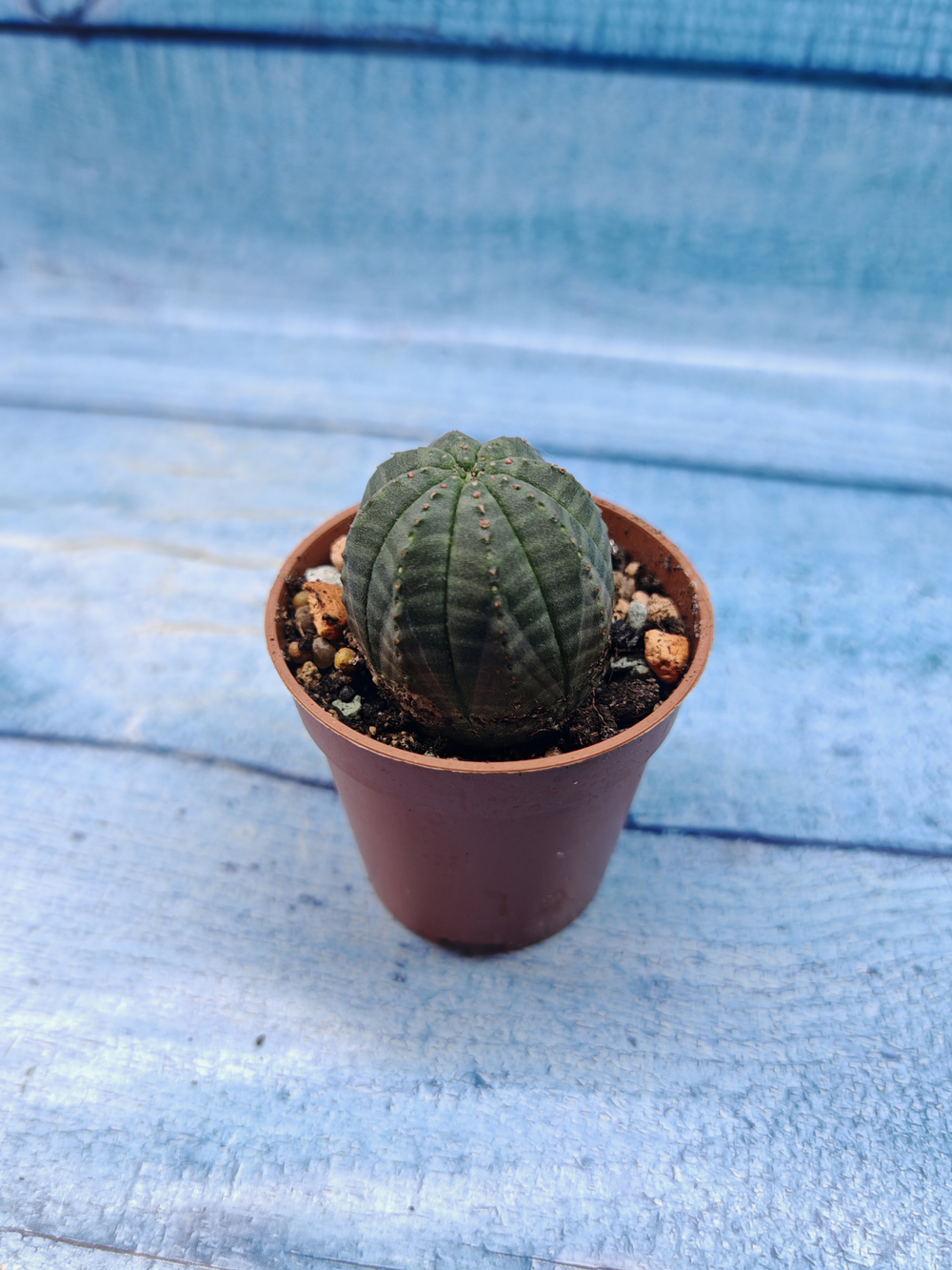 Euphoria Obesa (Эуфорбия)