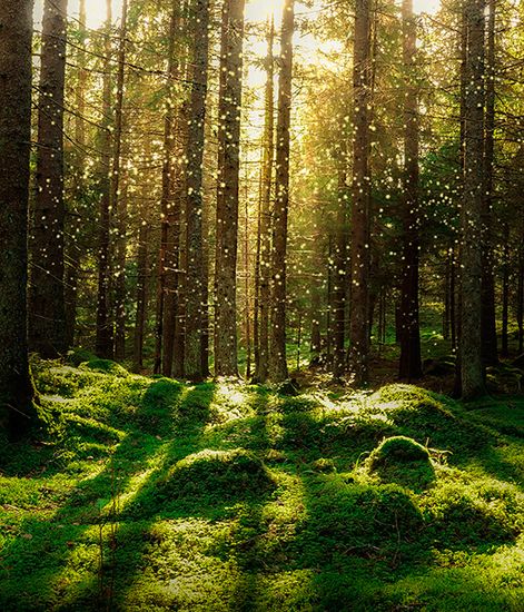 Bois Precieux d'Inde, рефилл для аромадиффузора с палочками, Ladenac Milano