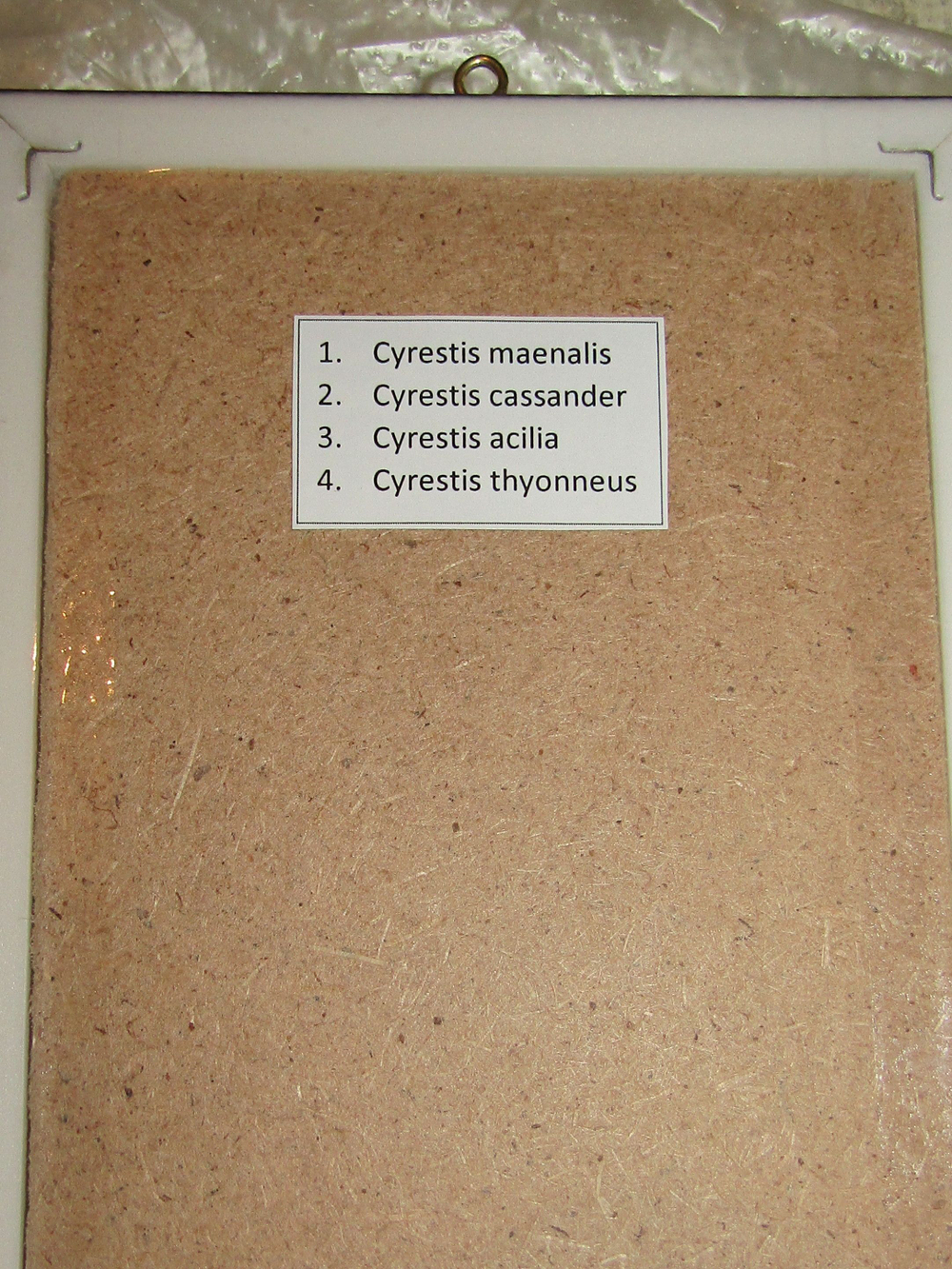 Бабочки Цирестисы в рамке