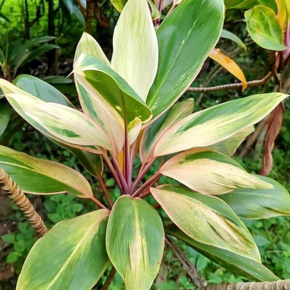 Кордилина PHET WICHA