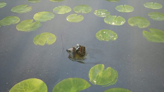 Bramble:The Mountain King [PS4, русские субтитры]