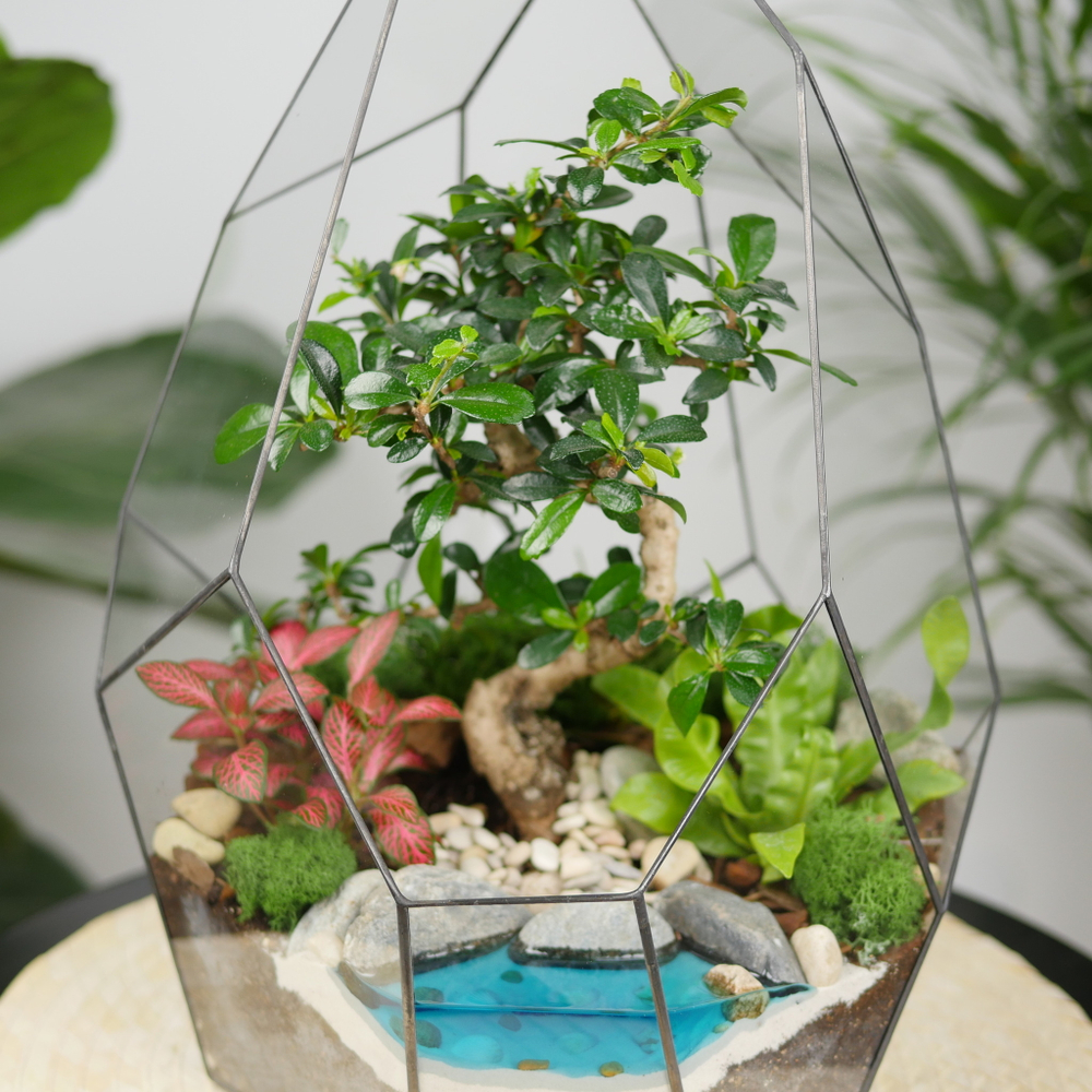 Готовый флорариум бонсай Кармона Айсберг с озером