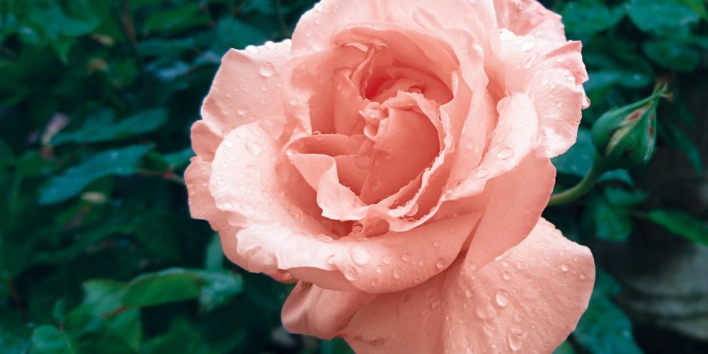 Terre del Garda Isola del Garda