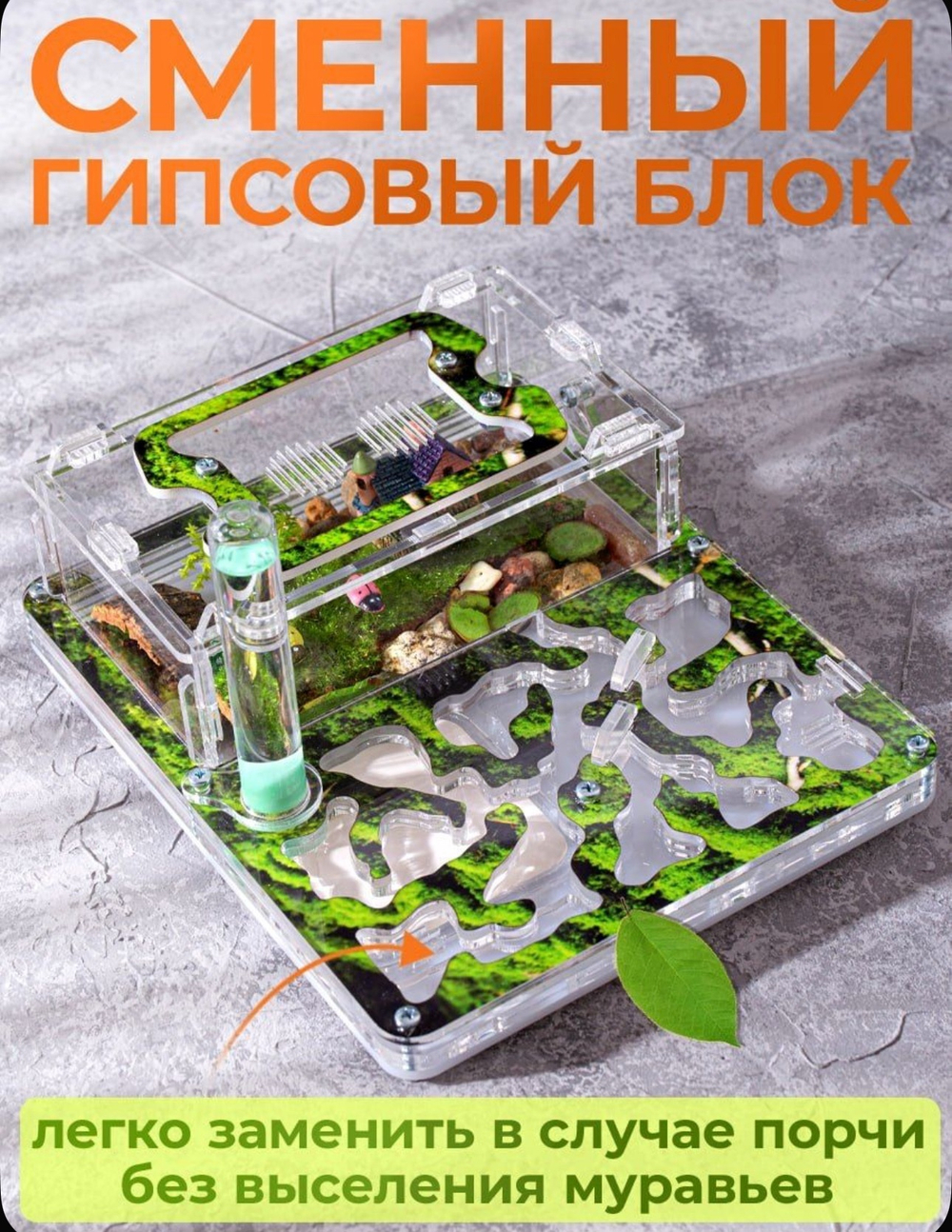 Муравьиная ферма с муравьями в подарок "Мох"