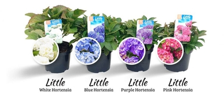 XS Little Purple / Фиолетовая  (Стандарт поставки Р9)2025г