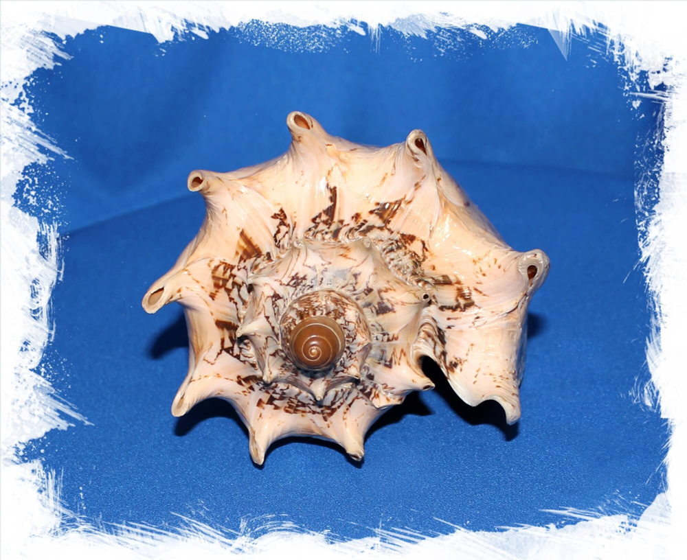 Цимбиола Империалис 20 см