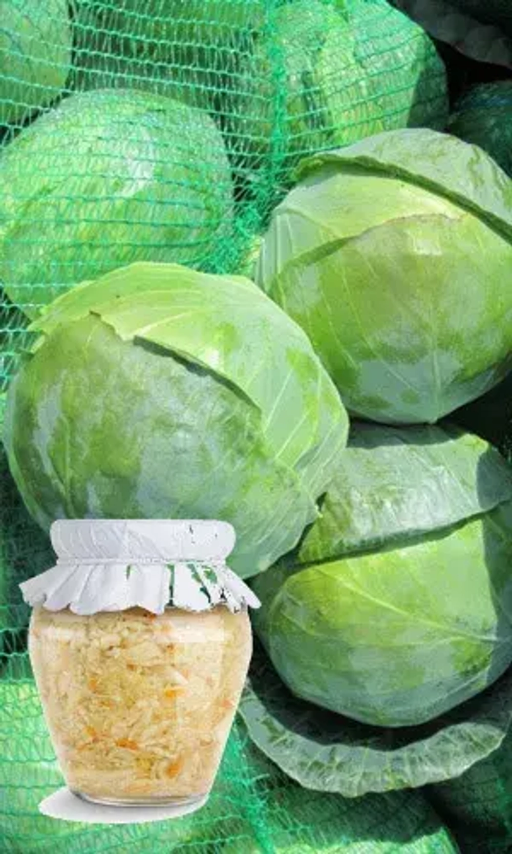 Капуста б/к Засолочная (УД) *Банка 0,3г УрДачник