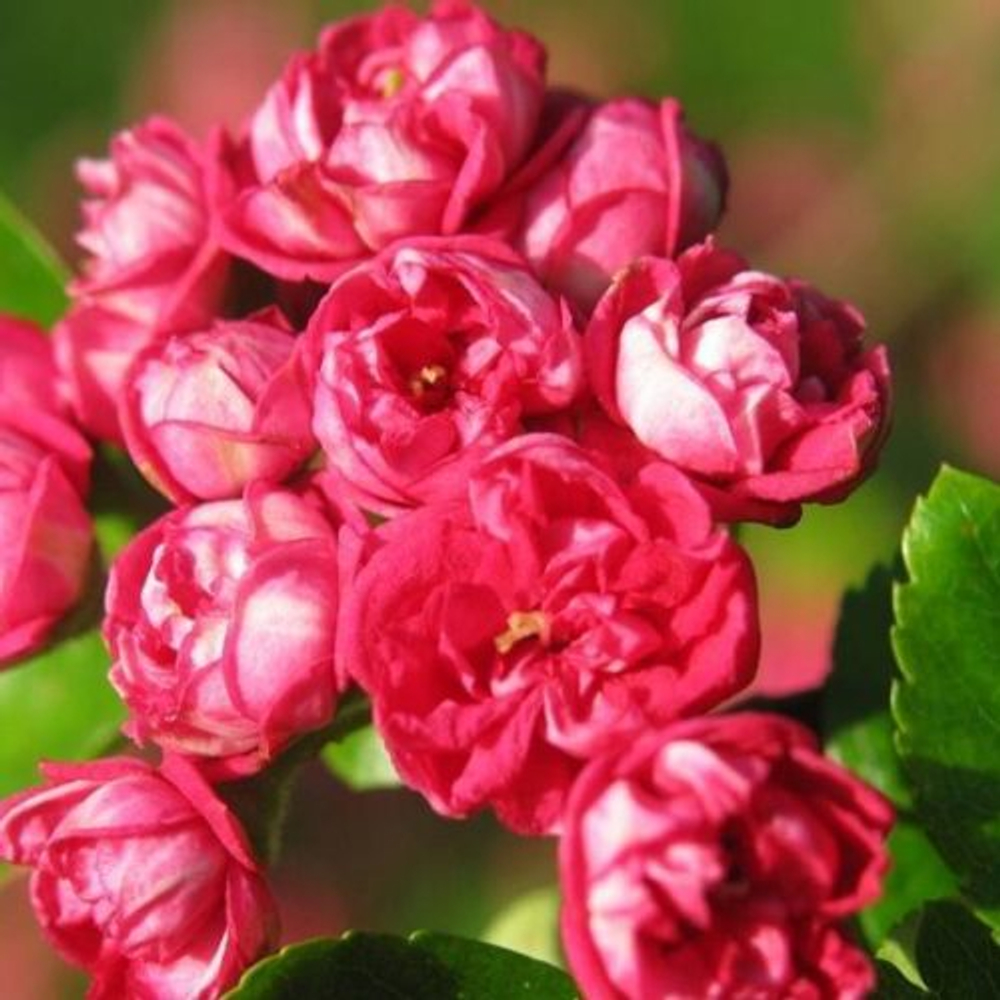 Боярышник средний Паулз Скарлет штамб 150 см Закупка М66 апрель 2026