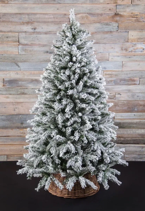 Ель Атлантида заснеженная 260 см., мягкая хвоя, Black Box (74345)