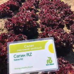 САТИН семена салата (Rijk Zwaan | Alexagro)