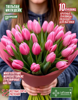 Тюльпан Луковица, Милкшейк, 10шт крупные