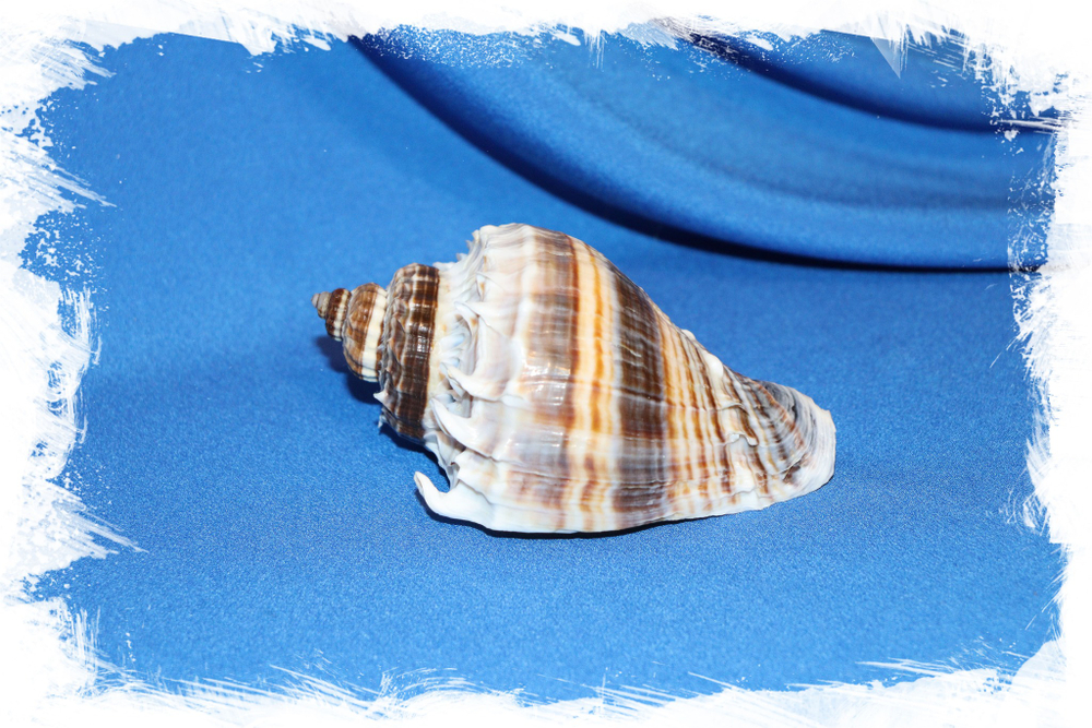 Раковин7а Ракушка Мелонгена корона (Melongena corona)