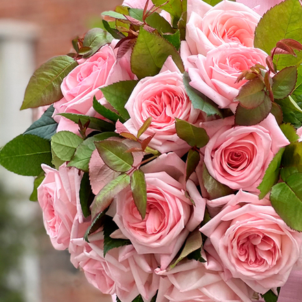 Улыбка — букет ароматных роз Пинк О'Хара с юными веточками-пасынками — букет на 40 см — 19 роз