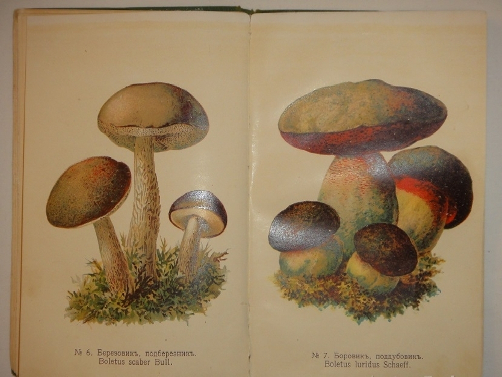 "Спутник любителя собирать грибы. Описания важнейших съедобных грибов, растущих в России". 1911г.