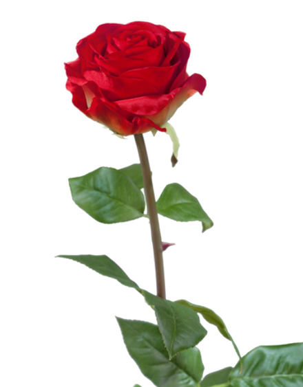 Роза Соло Нью большая красная, в-72 см