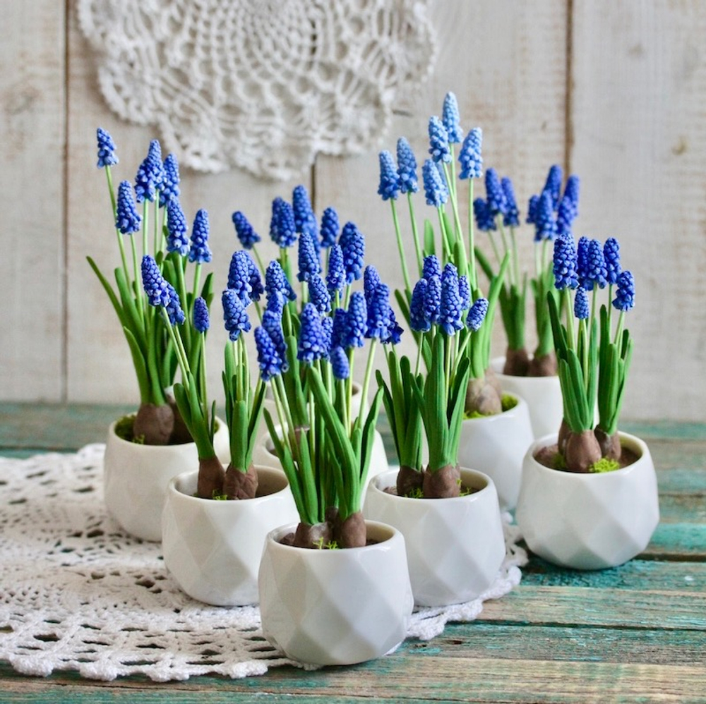 Мускари. Мышиный гиацинт