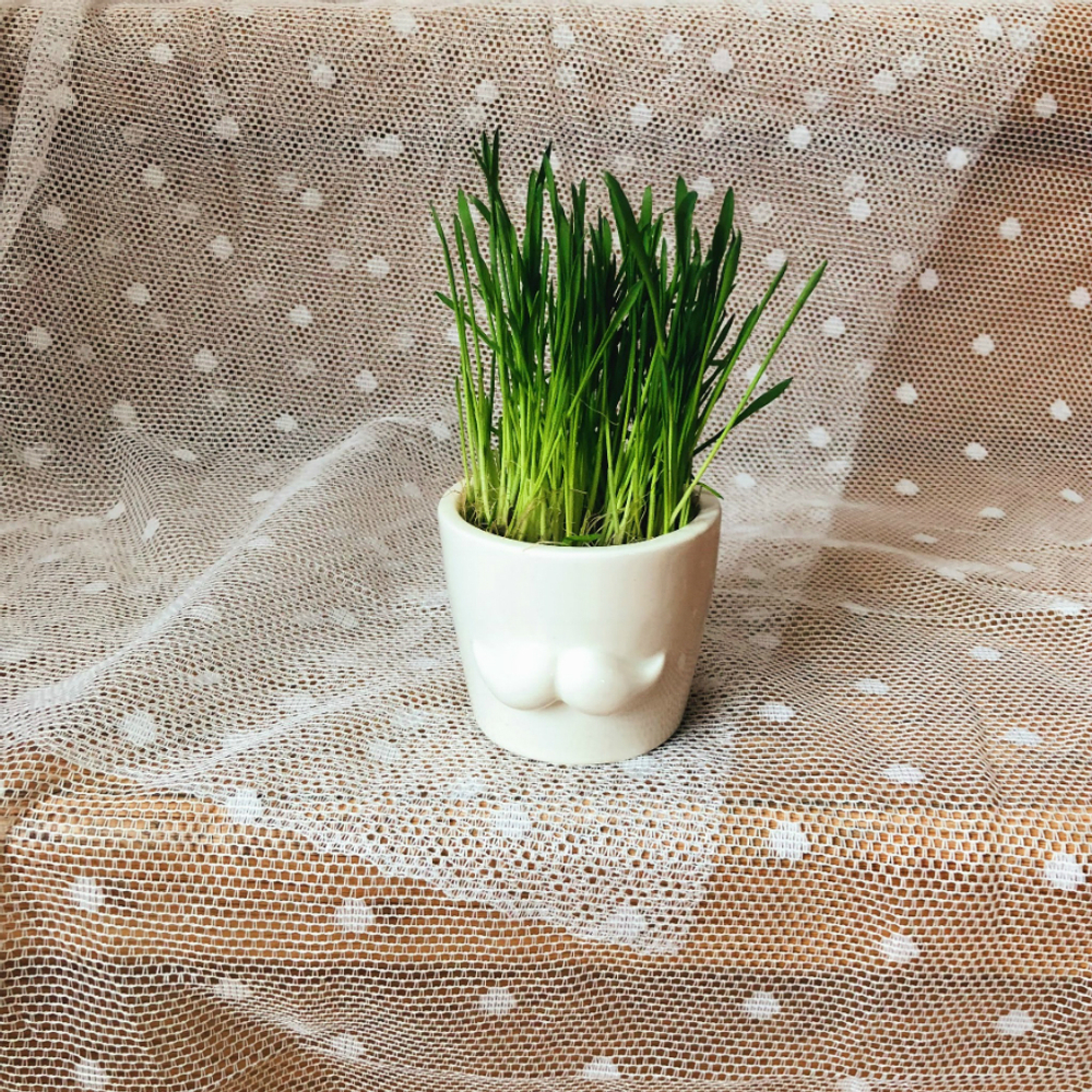 Набор для выращивания eco мини-кашпо «Усы»