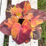 Каладиум SUNSET SKY