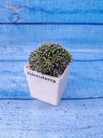 Mammillaria Painteri (Маммилярия)
