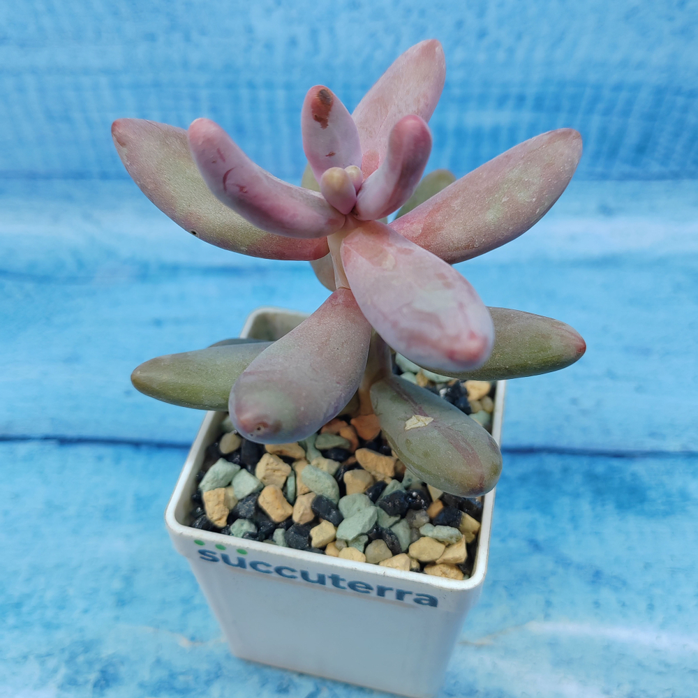 Pachyphytum Ganzhou (Пахифитум)