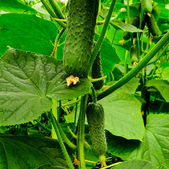СЕДРИК F1 семена огурца Enza Zaden купить – фото 6