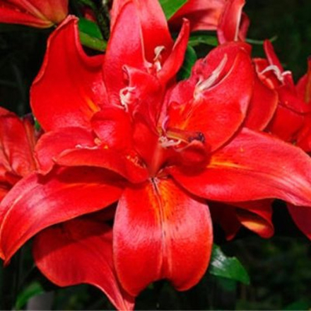 Лилия Сфинкс азиатский гибрид