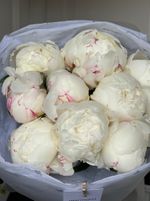 Букет 9шт белых пионов