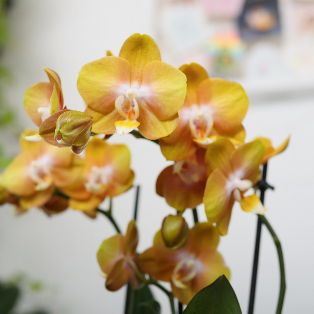 Готовый флорариум с орхидеей Голден Икос L